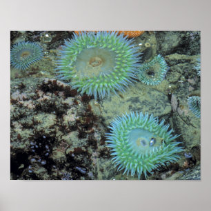 Poster États-Unis, Oregon, Neptune SP. Mer aux tons de bi