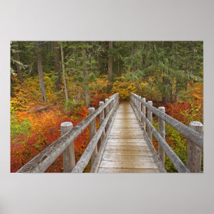 Poster États-Unis, Oregon, Willamette National Forest.