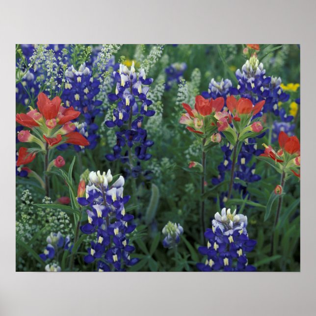 Poster États-Unis, Texas Hill Country. Bluebonnets et (Devant)