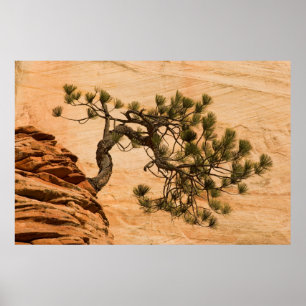 Poster États-Unis, Utah, parc national de Zion. Pin