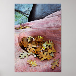 Poster États-Unis, Utah, Zion National Park. feuilles de