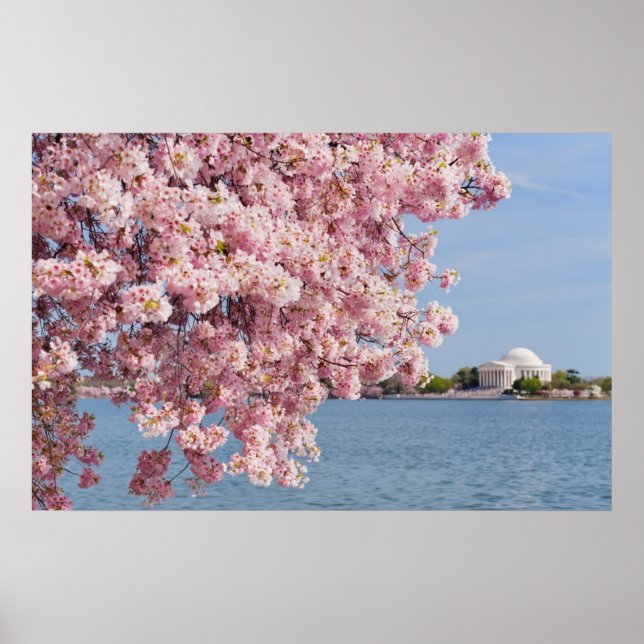 Poster États-Unis, Washington DC, Cherry tree (Devant)