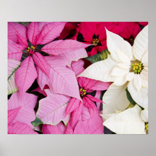 Poster États-Unis, Washington, Woodinville, Molbak's Nurs