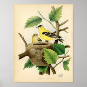 Poster Etching zoologique classique - American Goldfinch
