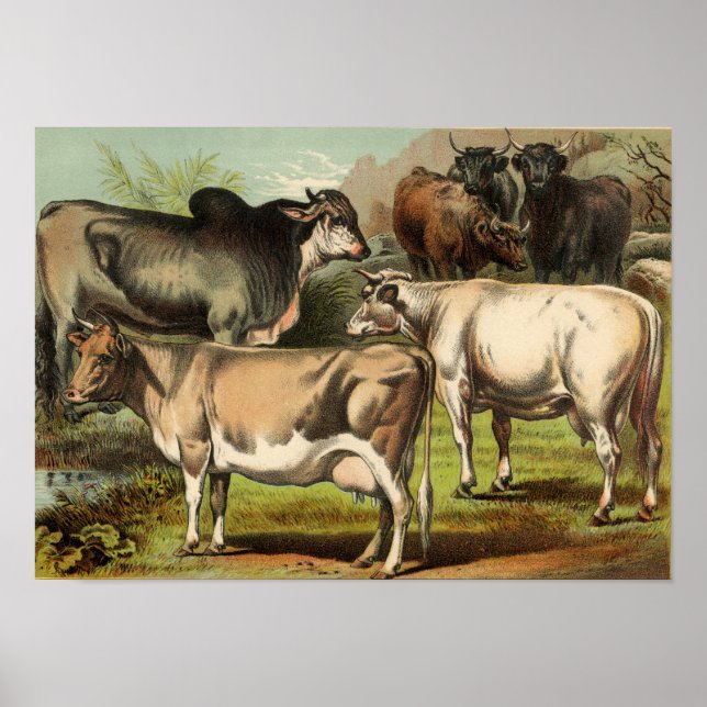 Poster Etching Zoologique Classique - Vaches (Devant)