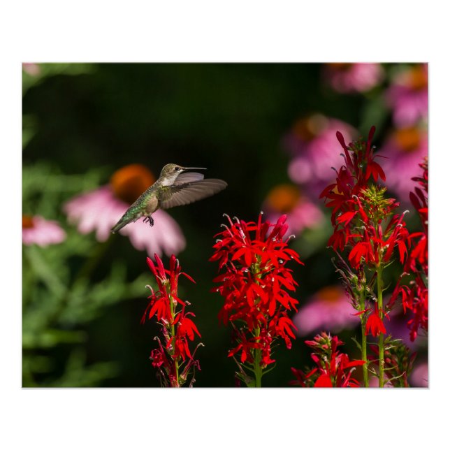Poster Été doux (Devant)