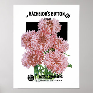 Poster Étiquette de paquets de semences Bachelor's Button