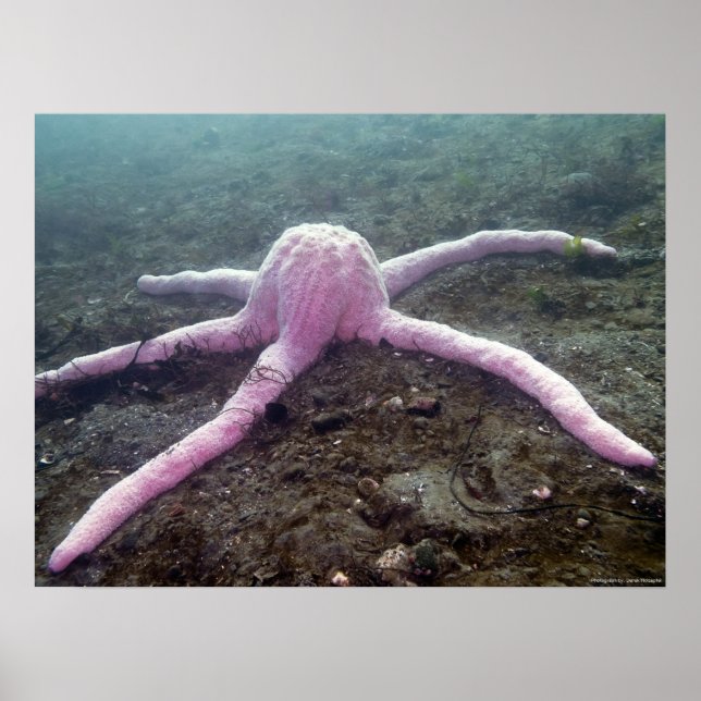 Poster Étoile rose géante (Pisaster brevispinus) (Devant)