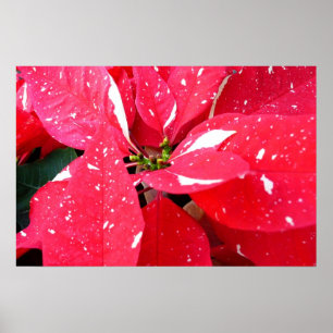 Poster Étoile scintillante Surprise Poinsettia Fleur de f