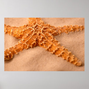 Poster Étoiles de mer
