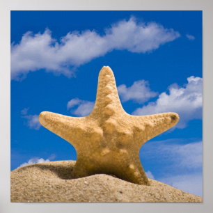 Poster étoiles de mer