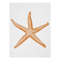 Étoiles de mer