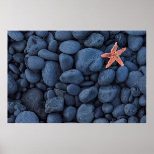 Poster Étoiles de mer sur les roches noires le long de la