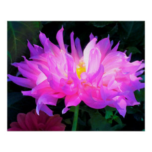Poster Étonnant Cactus rose et violet Dahlia