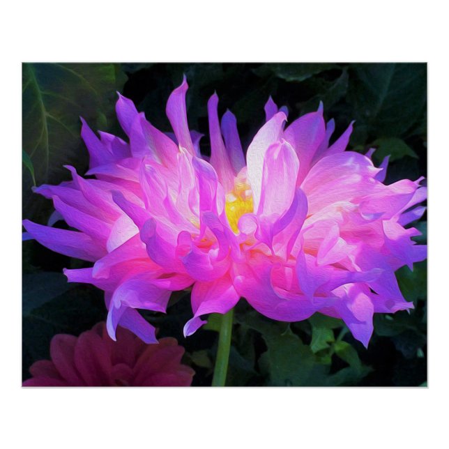 Poster Étonnant Cactus rose et violet Dahlia (Devant)