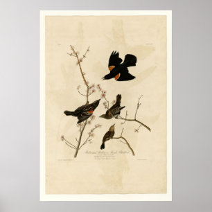 Poster Étourneau à ailes rouges