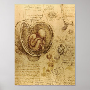 Poster Étude du foetus de bébé par Leonardo da Vinci
