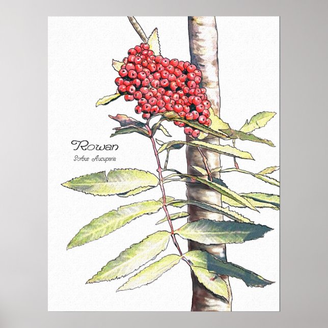 Poster Étude Rowan (Devant)