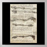 Études du bras par Leonardo Da Vinci c. 1510