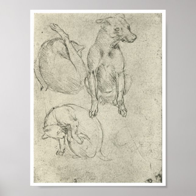 Poster Études d'un chien et d'un chat, Léonard de Vinci (Devant)