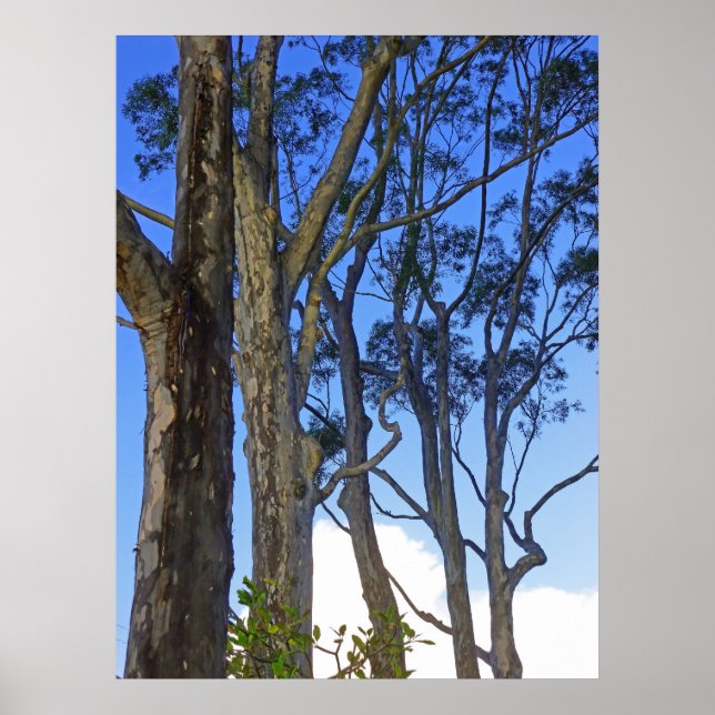 Poster Eucalyptus (Devant)