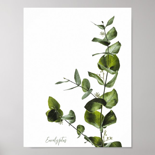 Poster Eucalyptus (Devant)