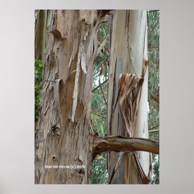 Poster Eucalyptus Bark (Devant)