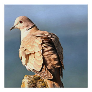 Poster Eurasian Collared Dove Art de la faune