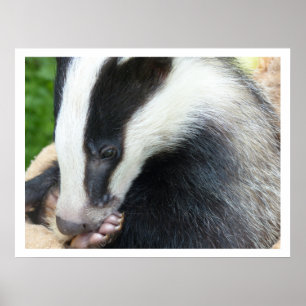 Poster European Badger
