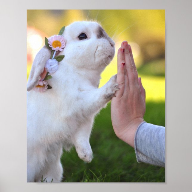 Poster Exonérer l'affiche du lapin (Devant)