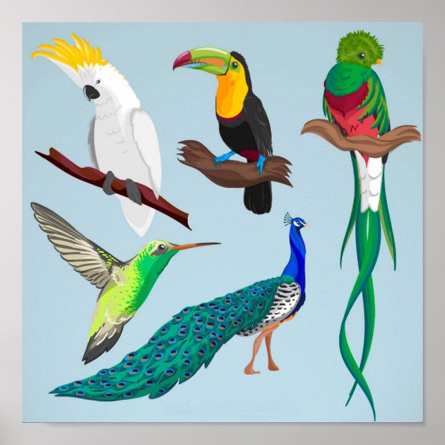 Poster Exotic Birds (Devant)