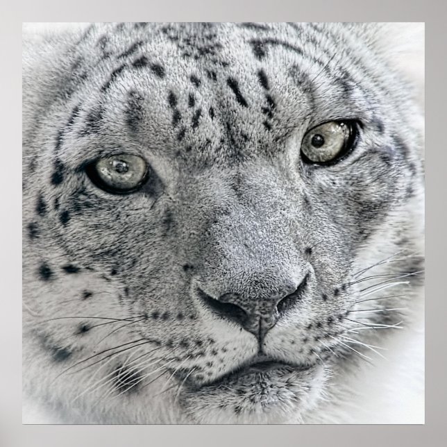 Poster Exotic White Snow Leopard (Devant)