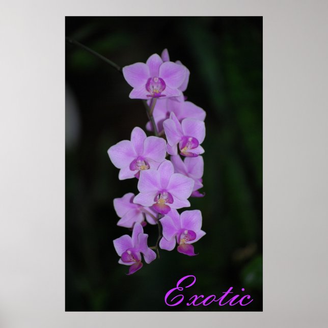 Poster Exotique (Devant)