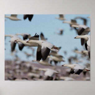 Poster Exploser dans le ciel de Socorro