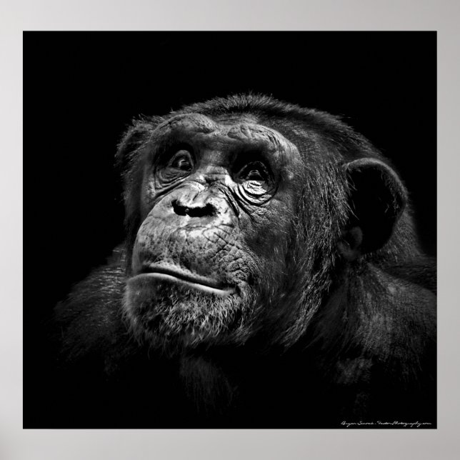 Poster "Exposition captive" Faune Chimp Portrait (Devant)
