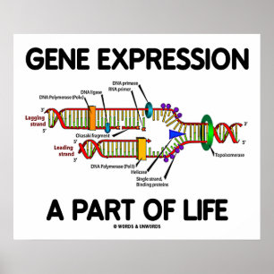 Poster Expression du gène par partie de la vie