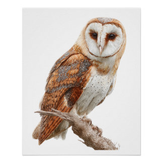 Poster Exquisite Watercolor Barn Owl Portrait