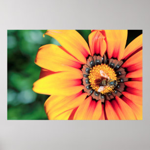 Poster Extrême Gros Plan D'une Abeille Collectant Du Poll