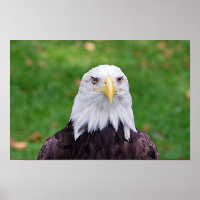 Poster Eyes of a Bald Eagle (Devant)
