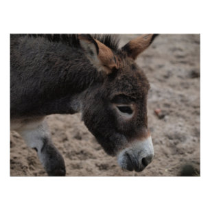 Poster Ezel donkey