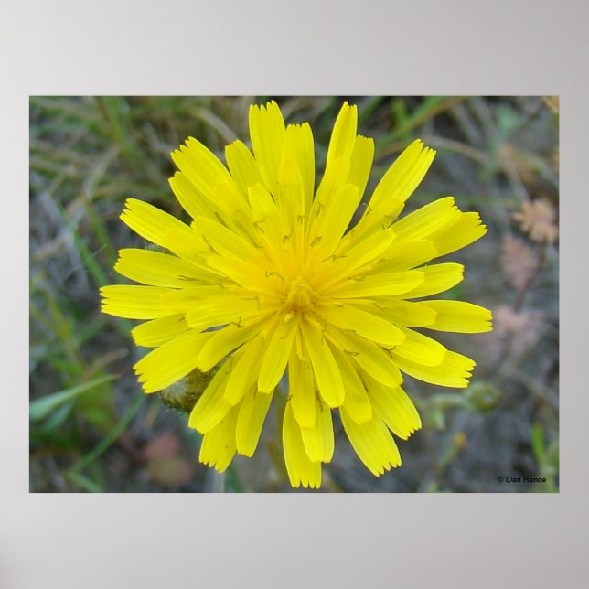 Poster F16 Jaune King Devil Wildflower (Devant)