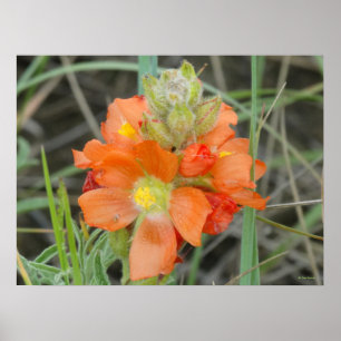 Poster F40 Fleurs sauvages orange Malope à fleurs rouges