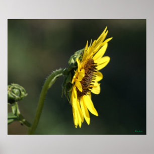 Poster F43 Fleur sauvage jaune Susan aux yeux noirs
