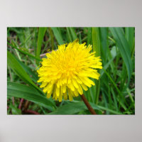 F45 Pissenlit "Taraxacum officinale"