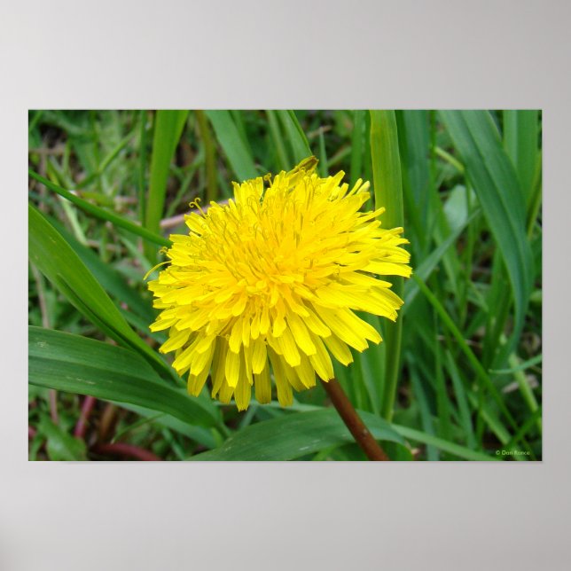 Poster F45 Pissenlit "Taraxacum officinale" (Devant)