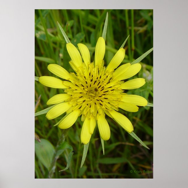 Poster F9 Salsifis jaune à fleurs sauvages (Devant)