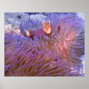 Poster Faire le clown autour