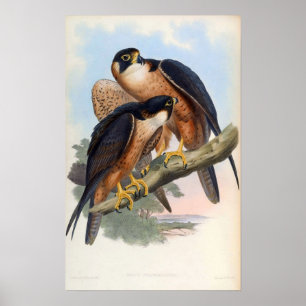 Poster Falco Peregrinator (faucon de Shaheen)