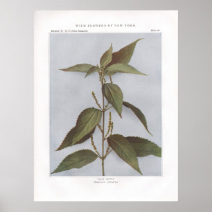 Poster False Nettle - Boehmeria cylindrica