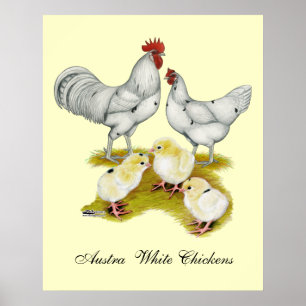 Poster Famille Austra White